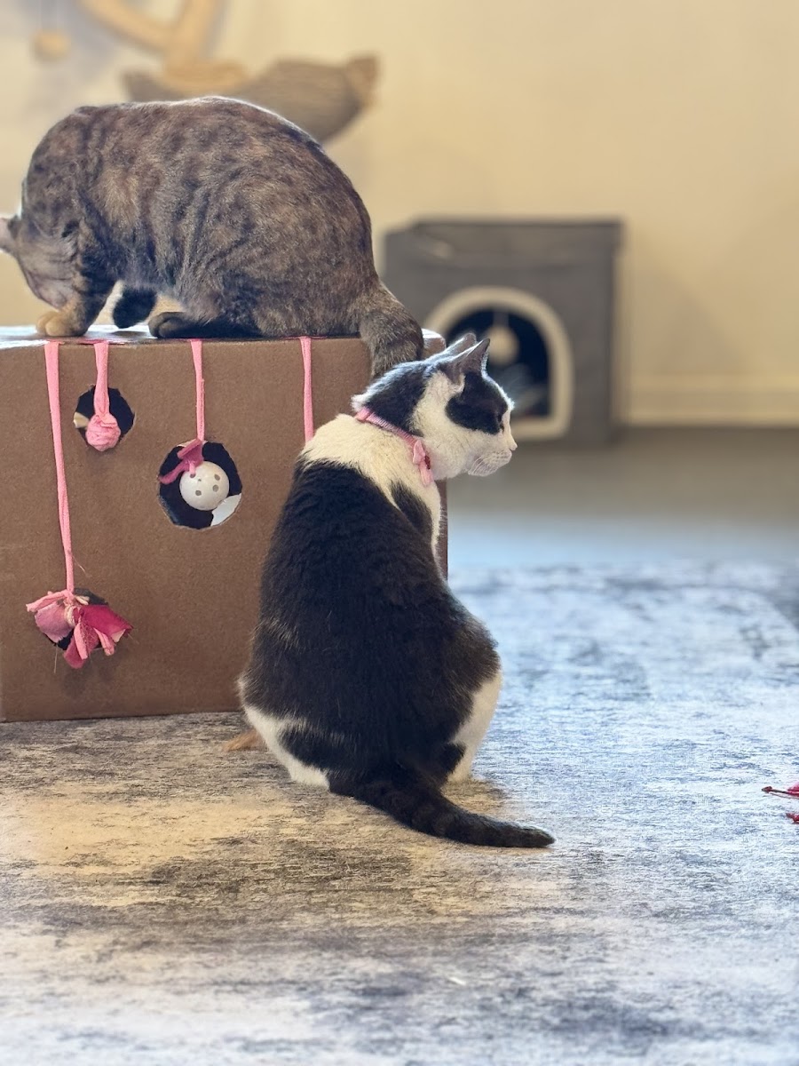 The Pretty Paw Lounge Photos 2